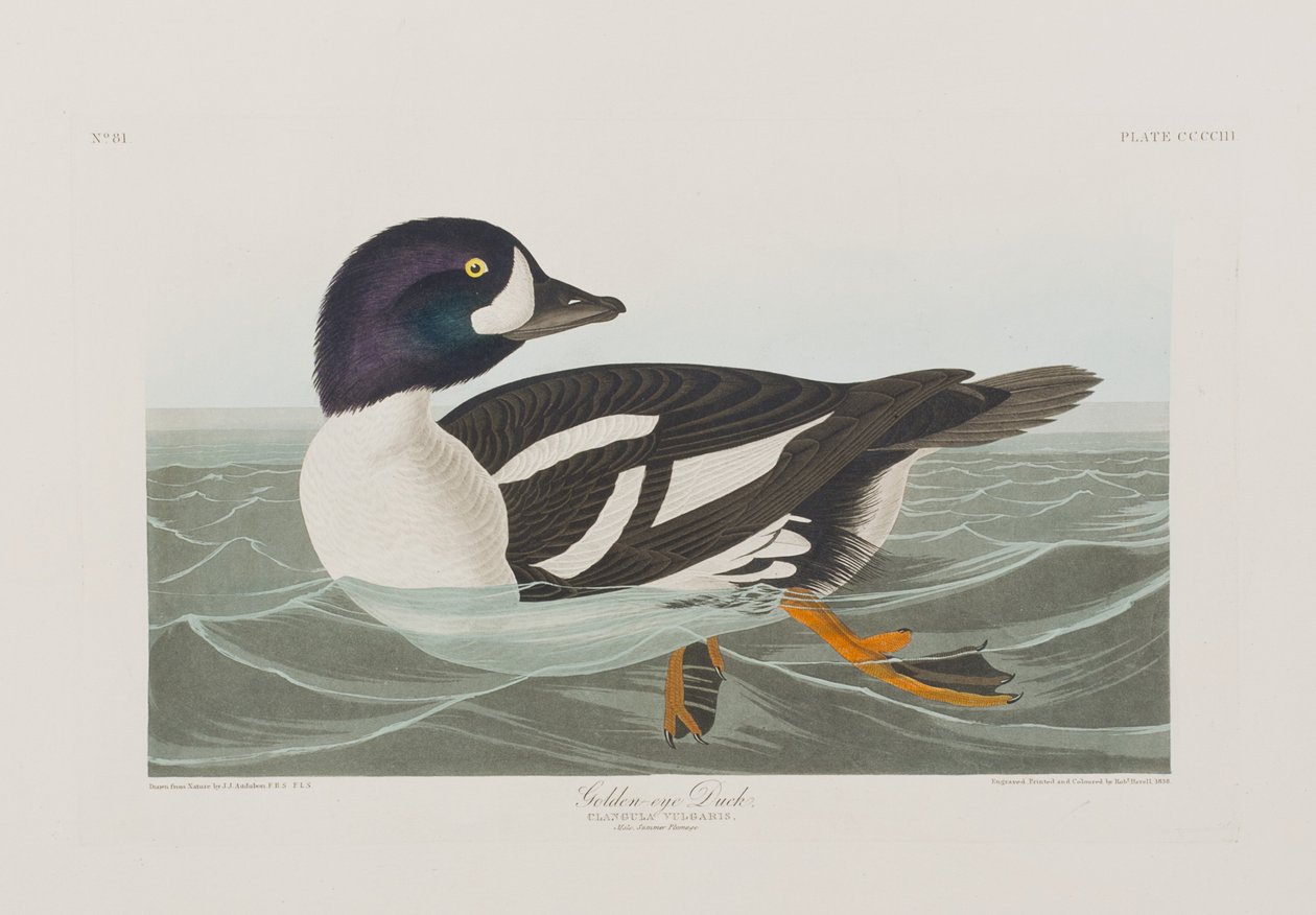 Illustrasjon fra 'Birds of America' av John James Audubon