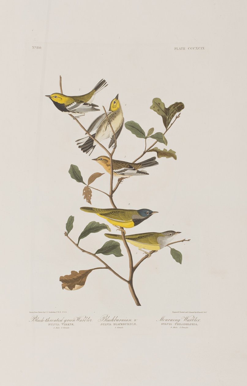 Illustrasjon fra 'Birds of America' av John James Audubon