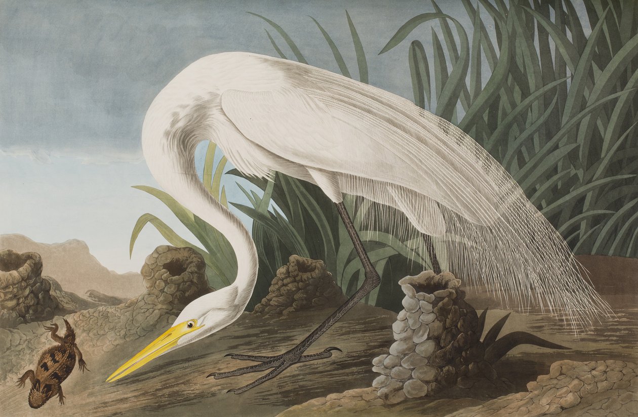 Illustrasjon fra 'Birds of America' av John James Audubon