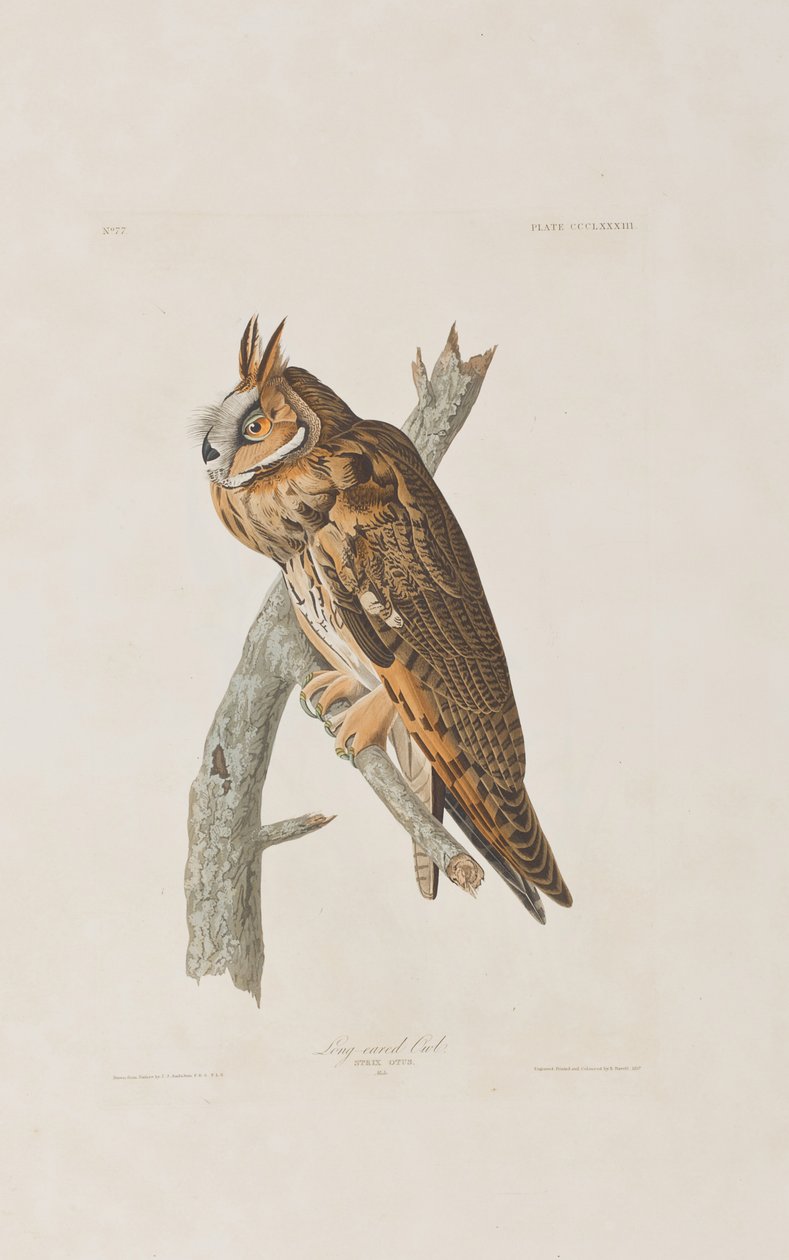 Illustrasjon fra 'Birds of America' av John James Audubon
