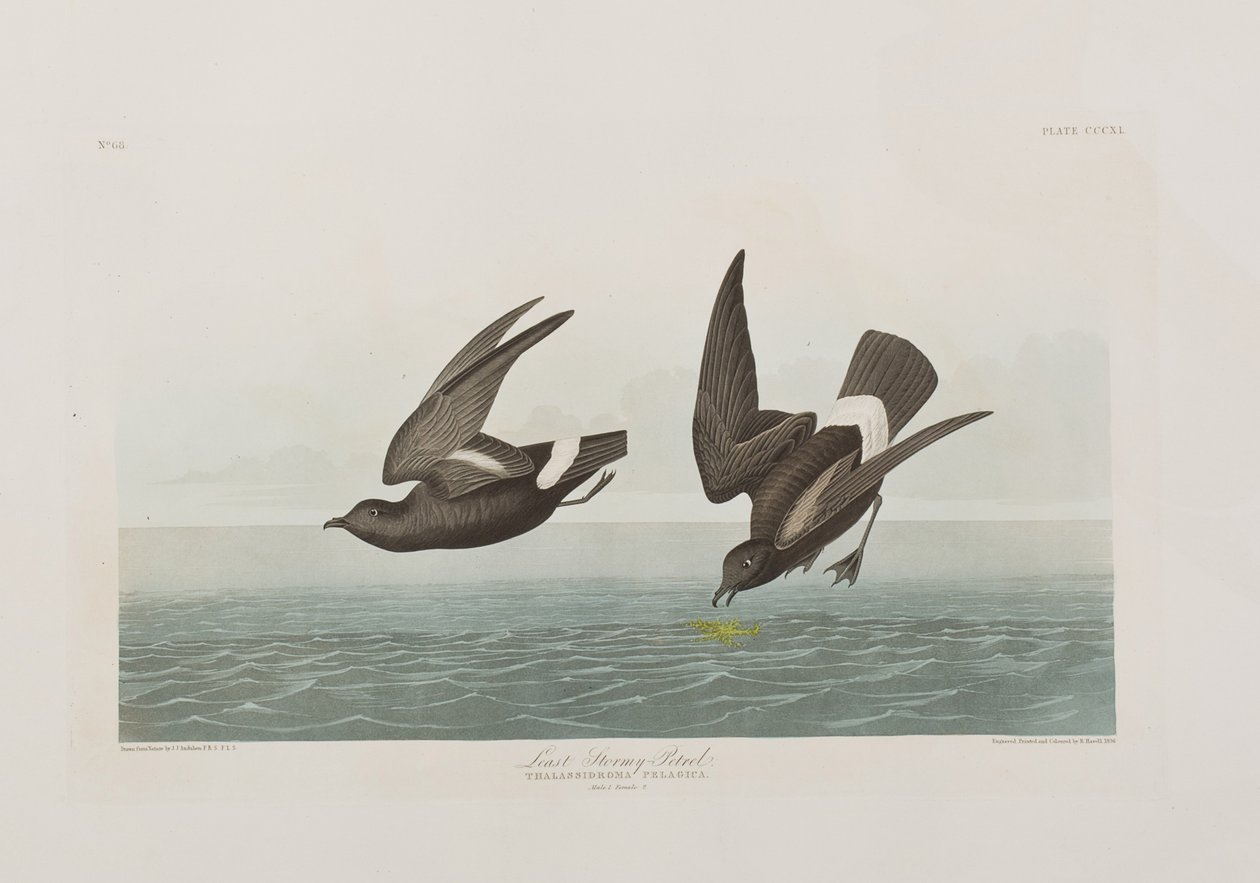 Illustrasjon fra 'Birds of America' av John James Audubon
