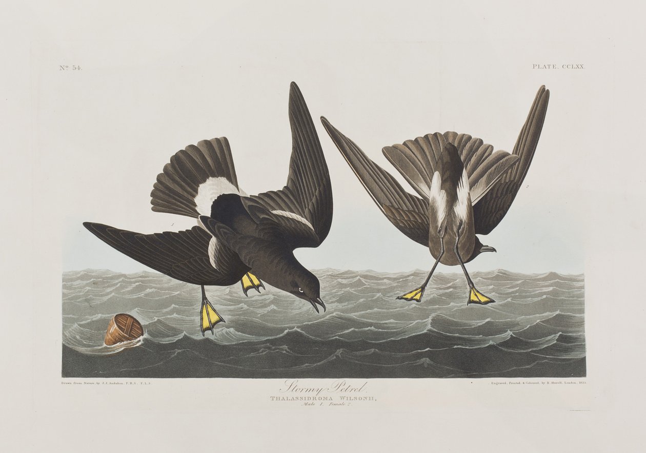 Illustrasjon fra 'Birds of America' av John James Audubon