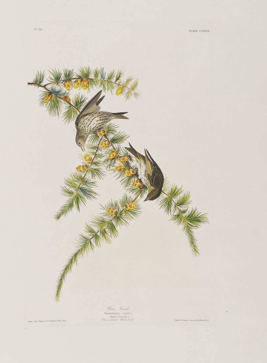 Illustrasjon fra 'Birds of America' av John James Audubon