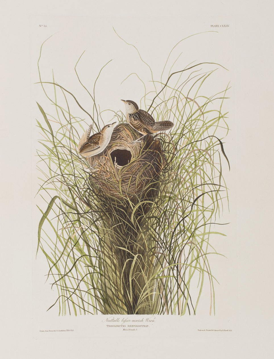 Illustrasjon fra 'Birds of America' av John James Audubon