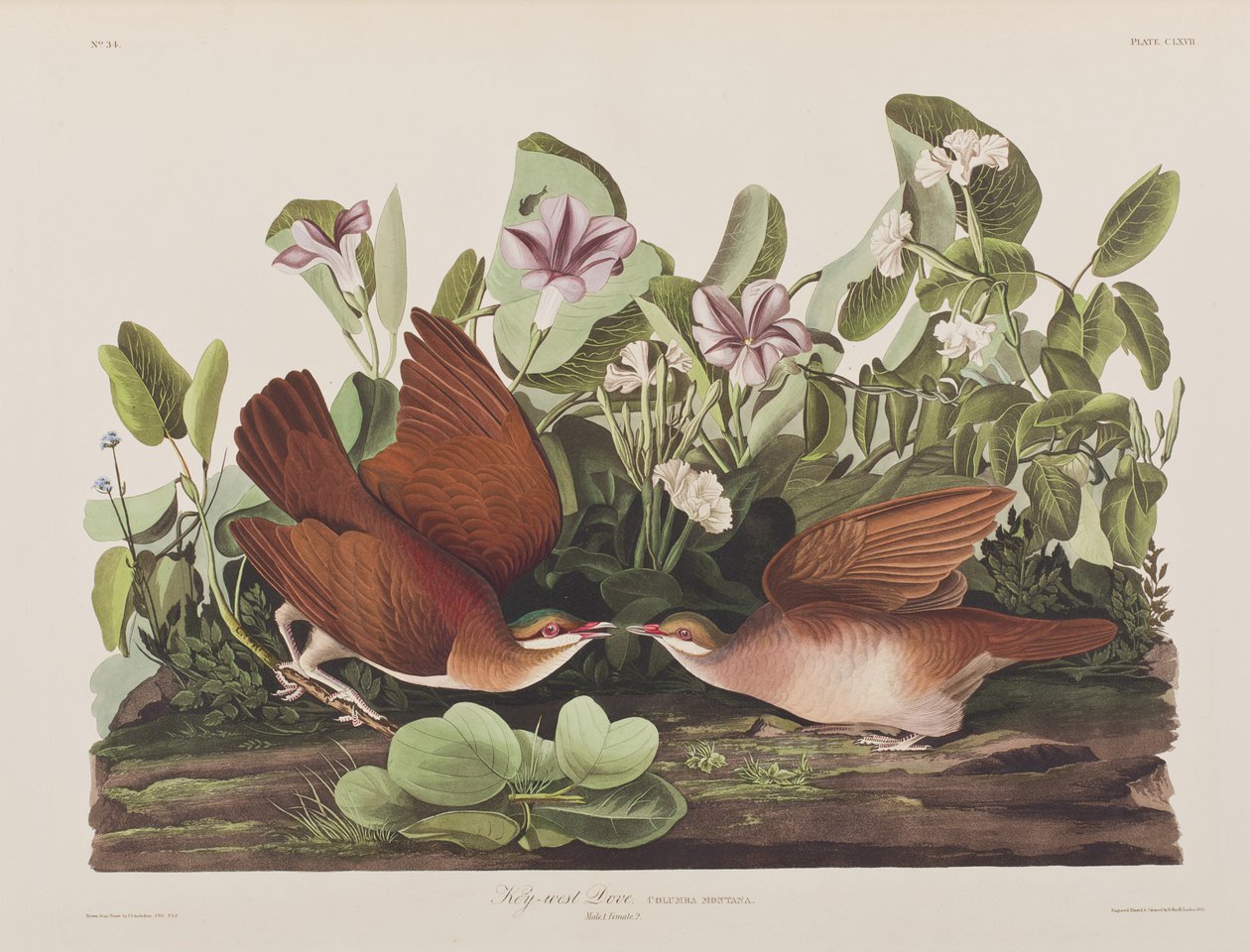 Illustrasjon fra 'Birds of America' av John James Audubon