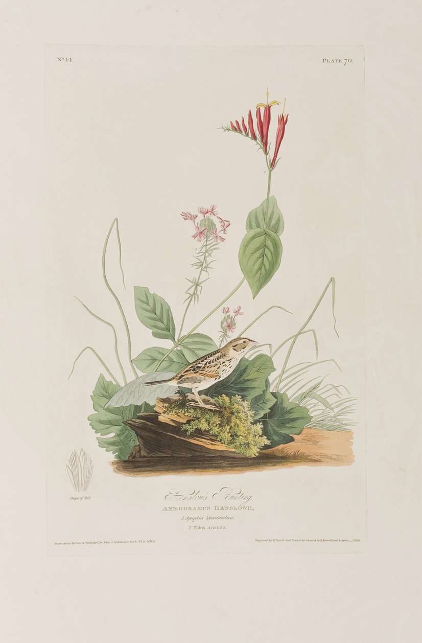 Illustrasjon fra 'Birds of America' av John James Audubon
