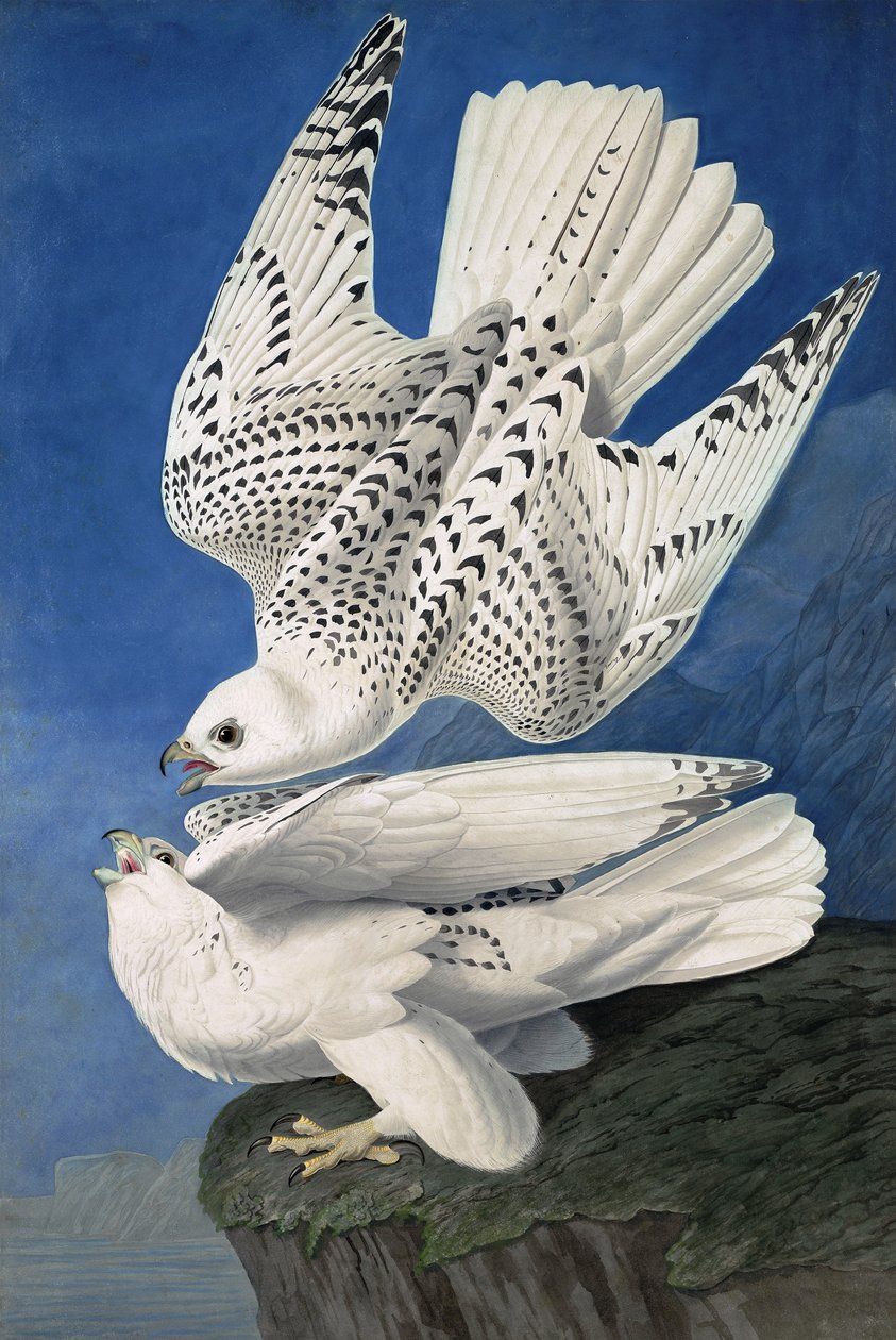Jer eller Island Falcon, Falco Islandicus, , fra "The Birds of America" av John J. Audubon, pub. 1827-38 av John James Audubon