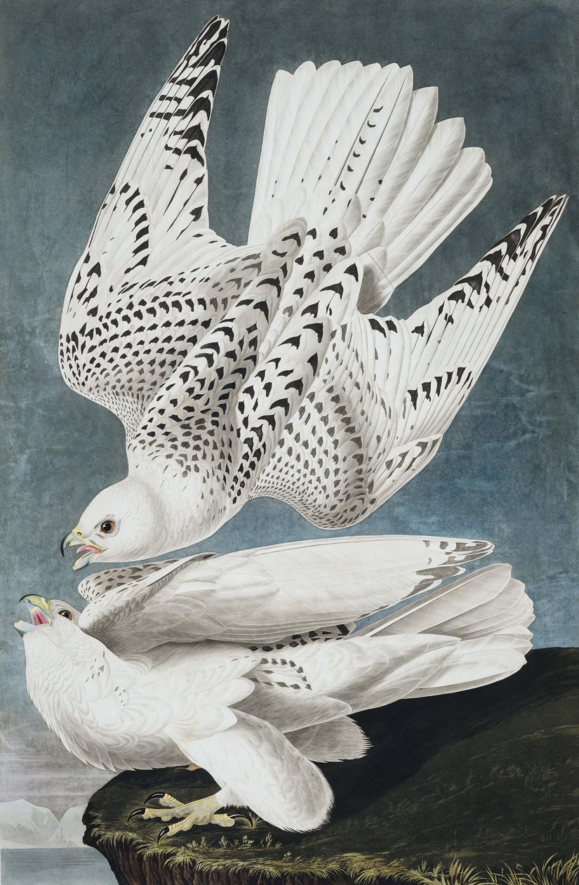 Jer eller Island Falcon, Falco Islandicus, , fra "The Birds of America" av John J. Audubon, pub. 1827-38 av John James Audubon