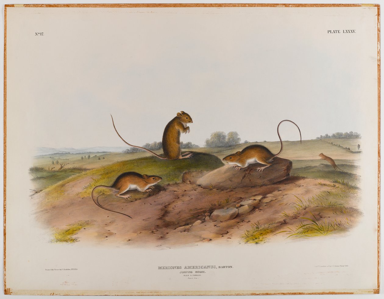 Hoppende mus av John James Audubon