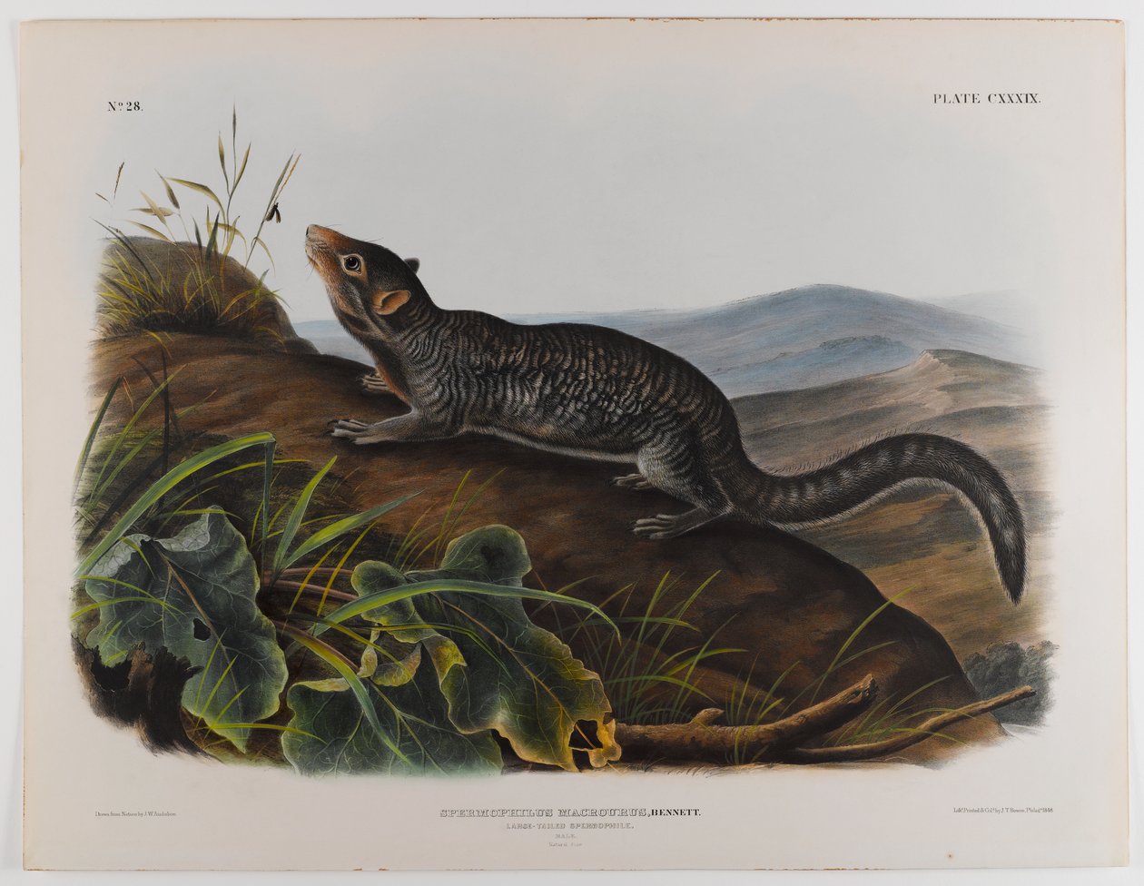 Storhale spermofil av John James Audubon