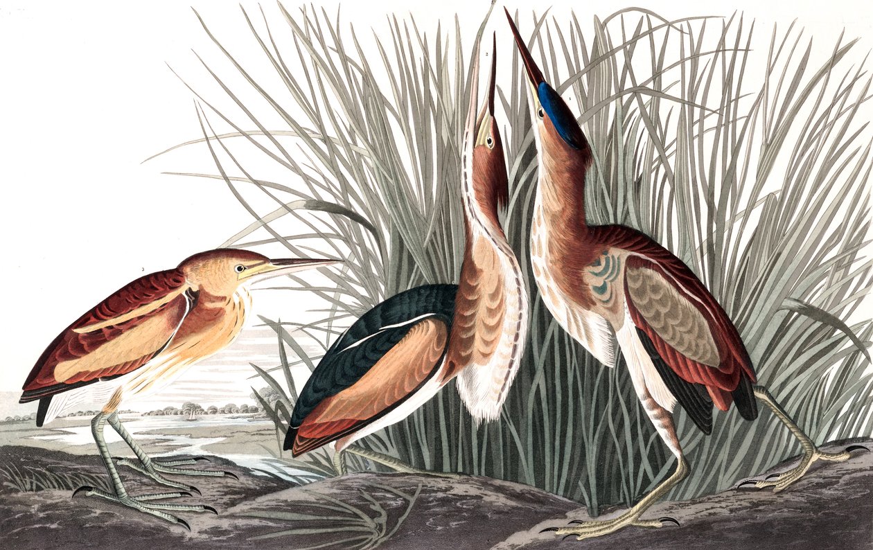 Least Bittern, Ixobrychus Exilis, fra "The Birds of America" av John J. Audubon, pub. 1827-38 (og farget gravering) av John James Audubon
