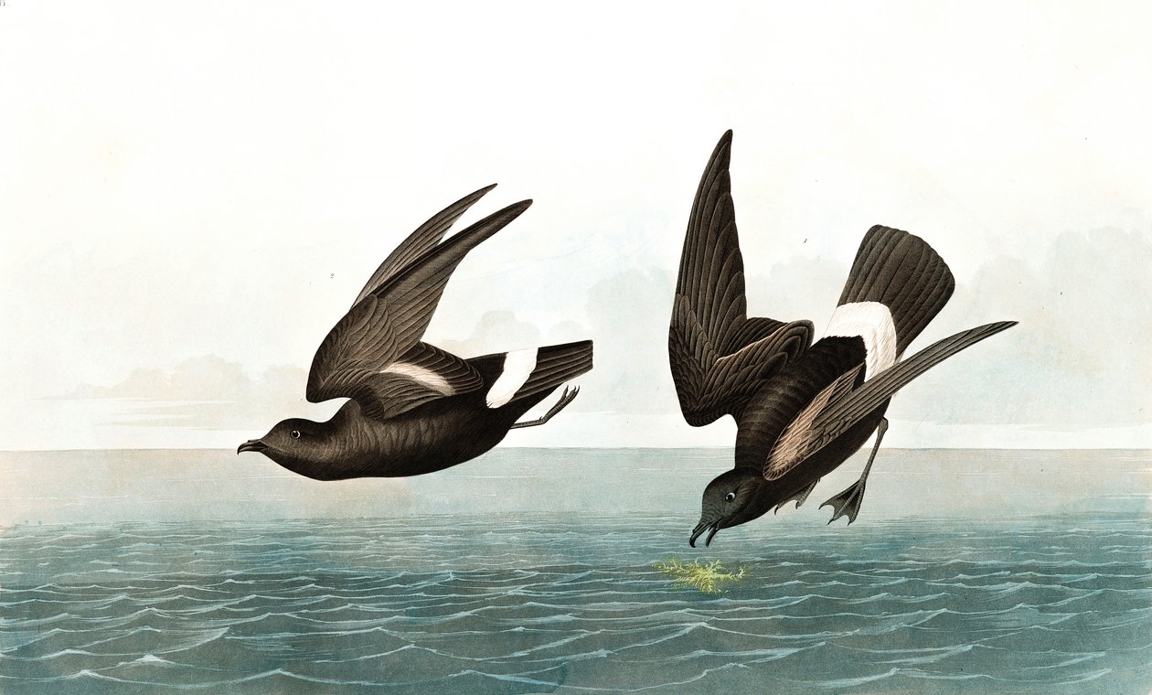 Least Stormy Petrel, Thalassidroma Pelagica, fra "The Birds of America" av John J. Audubon, pub. 1827-38 av John James Audubon