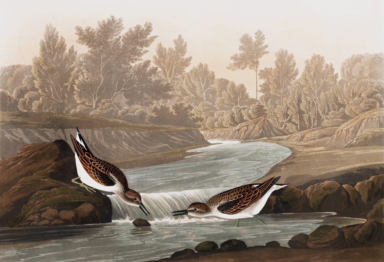 Little Sandpiper, Tringa Pusilla, fra "The Birds of America" av John J. Audubon, pub. 1827-38 av John James Audubon