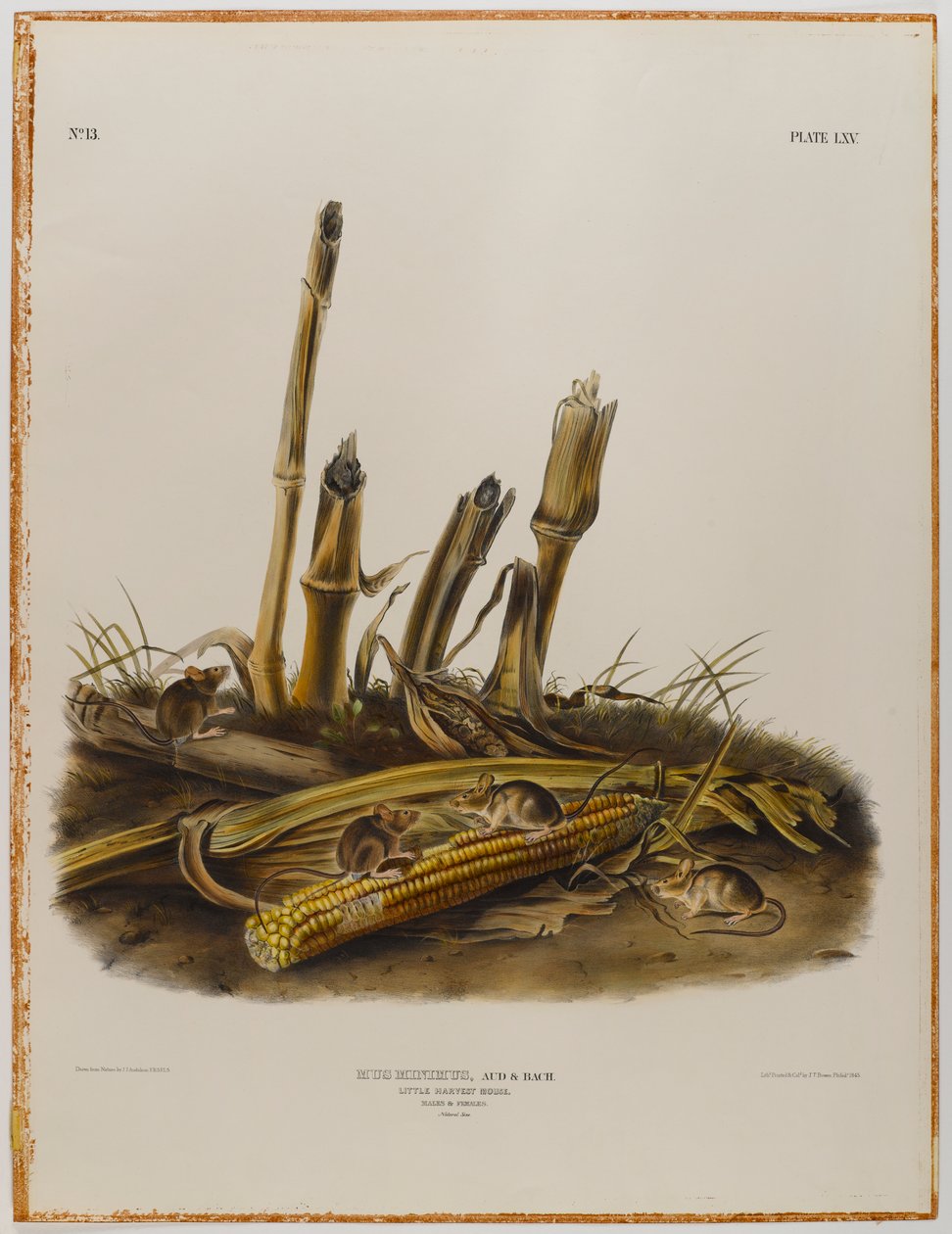 Liten høstmus av John James Audubon