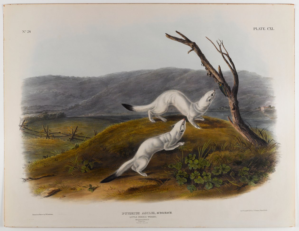 Liten kvikk vesle av John James Audubon