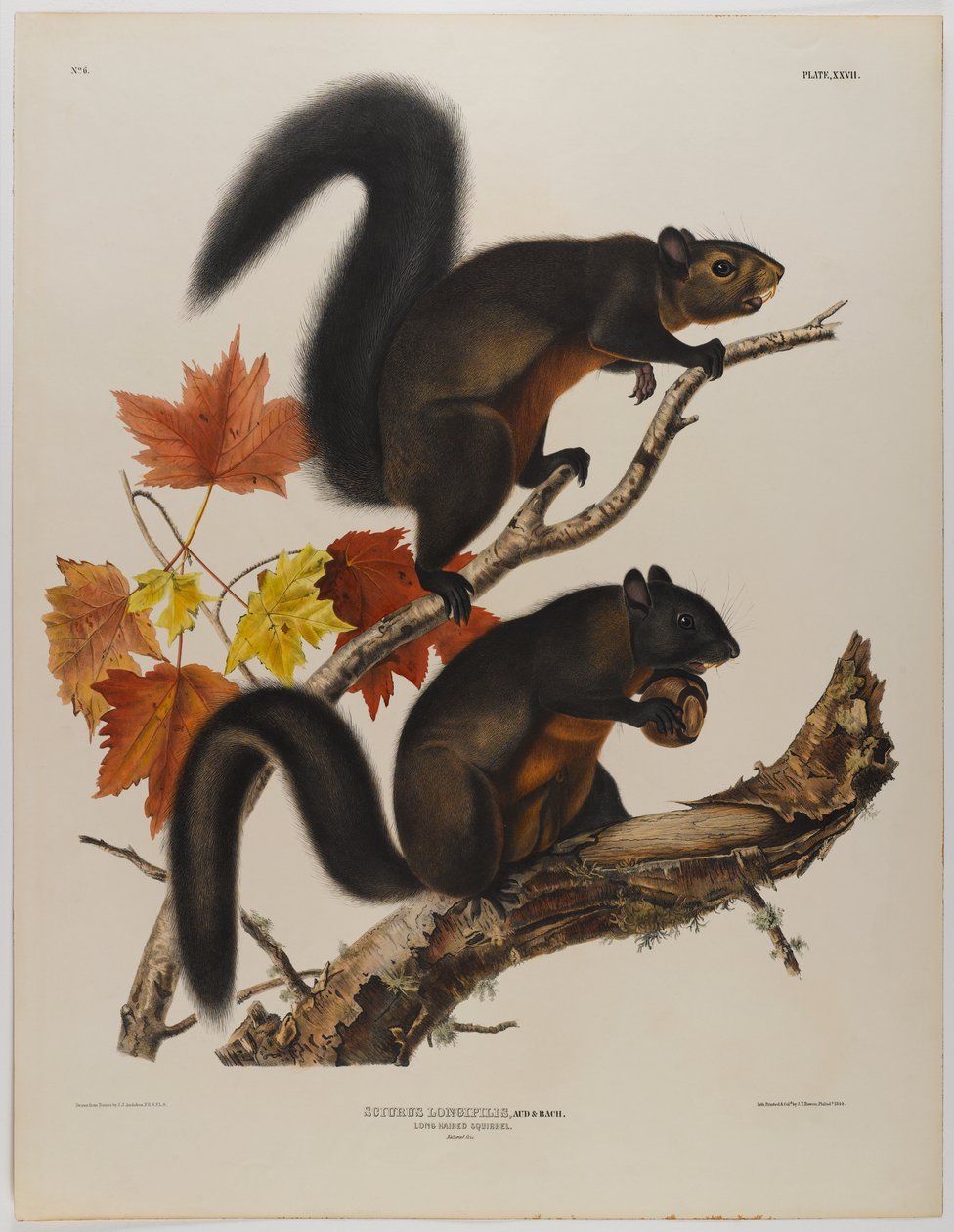 Langhåret ekorn av John James Audubon