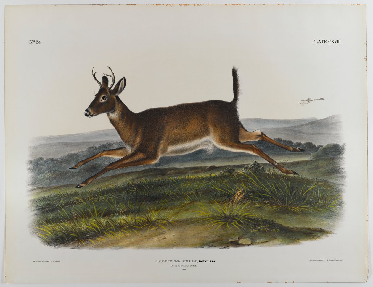 Langhalehjort, 1847 av John James Audubon