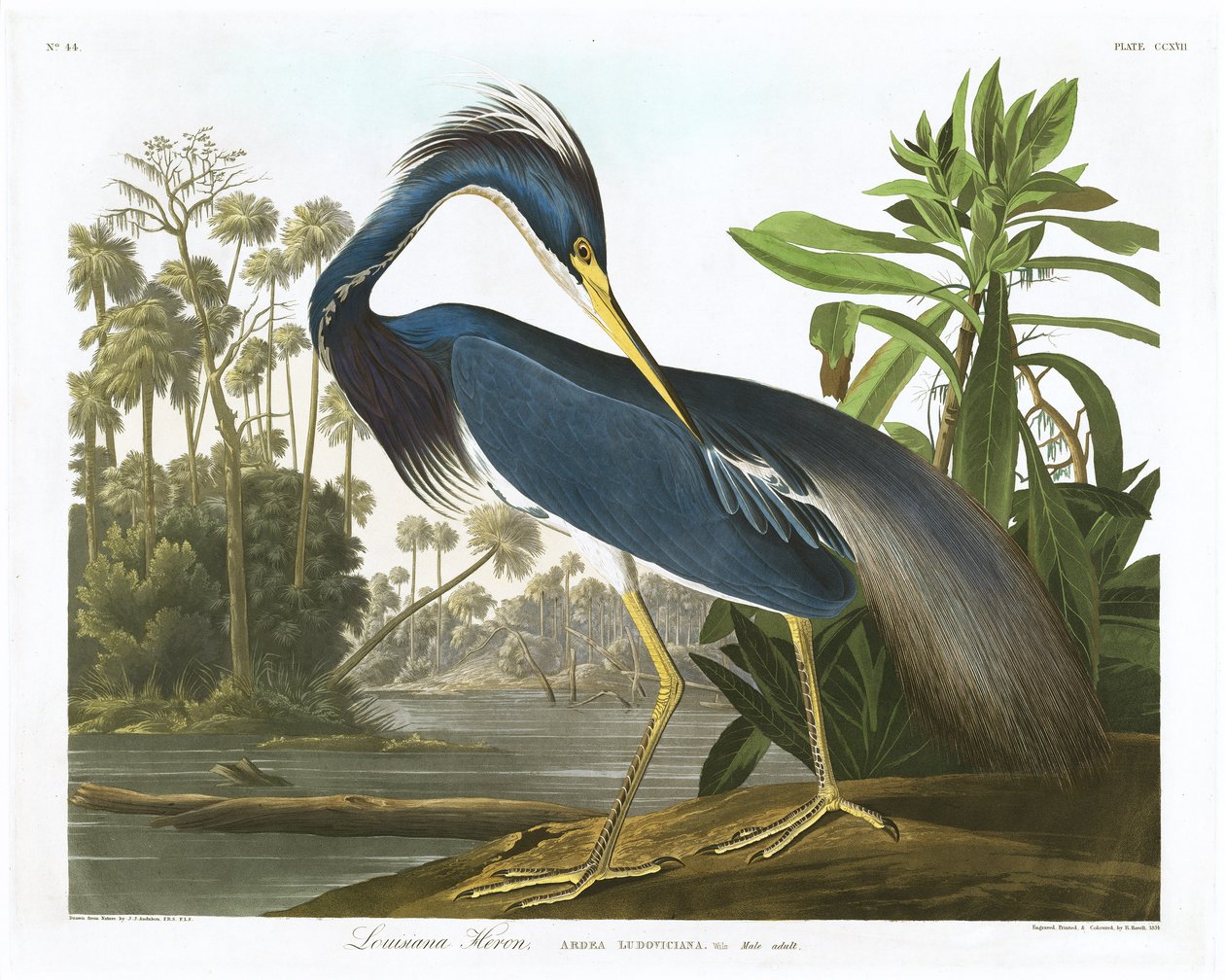 Louisiana Heron, 1834 av John James Audubon