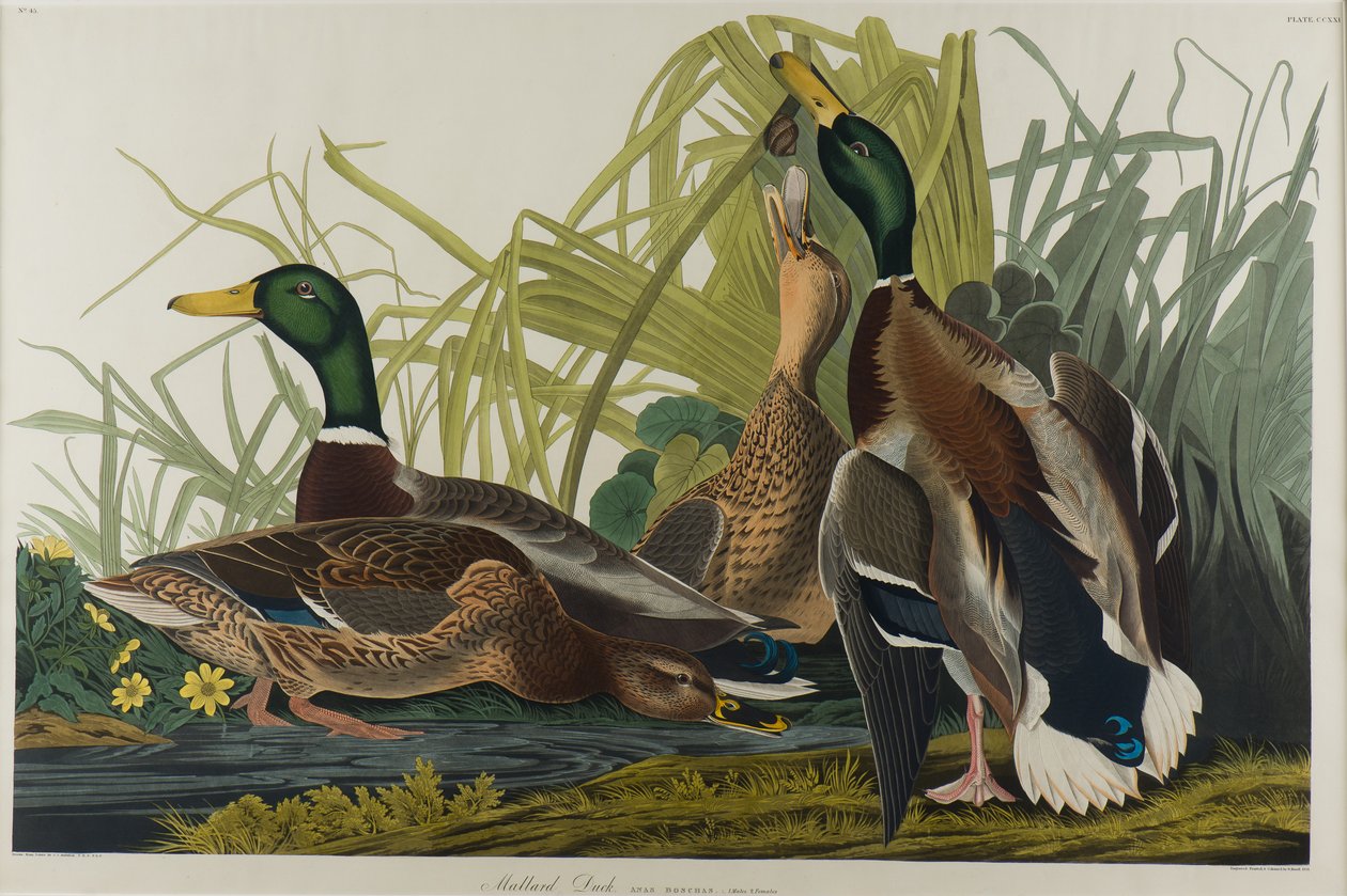 Mallard Duck, 1834 (wc på papir) av John James Audubon