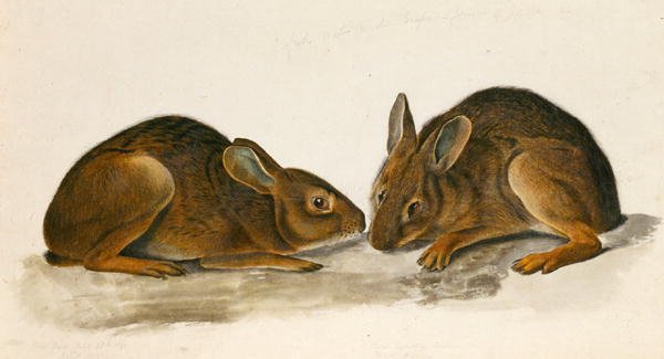 Marsh Hares (wc på papir) av John James Audubon