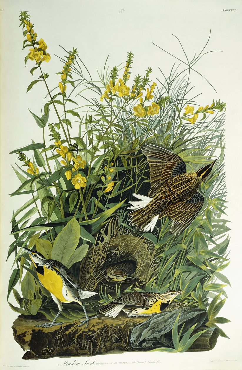 Englerke, 1832 av John James Audubon