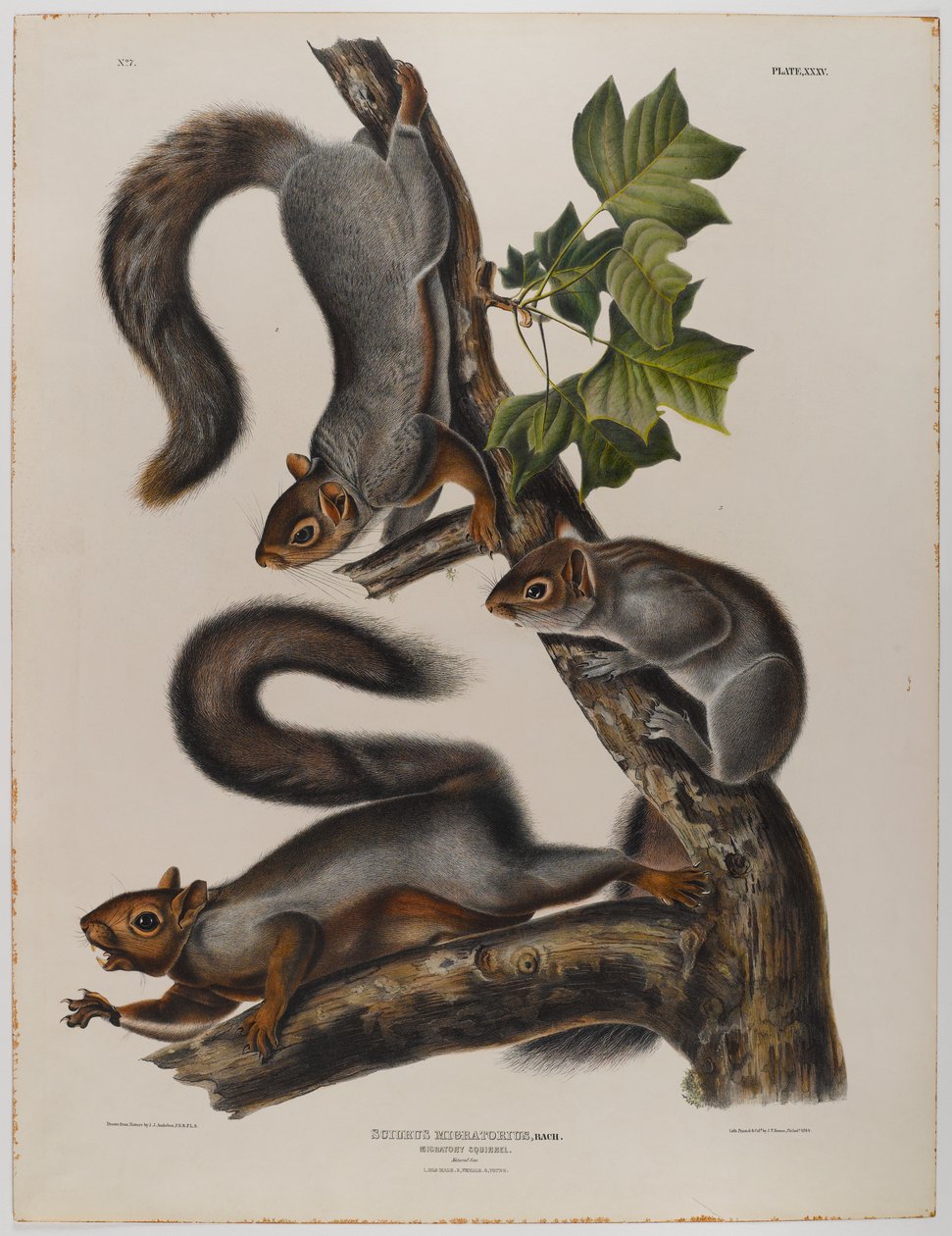 Migrerende ekorn av John James Audubon