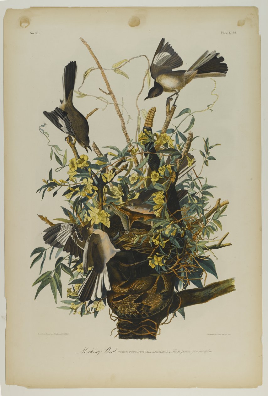 Mocking Bird, trykt av Julien Bien og utgitt av Roe Lockwood & Son, 1861 (kromolitografi) av John James Audubon