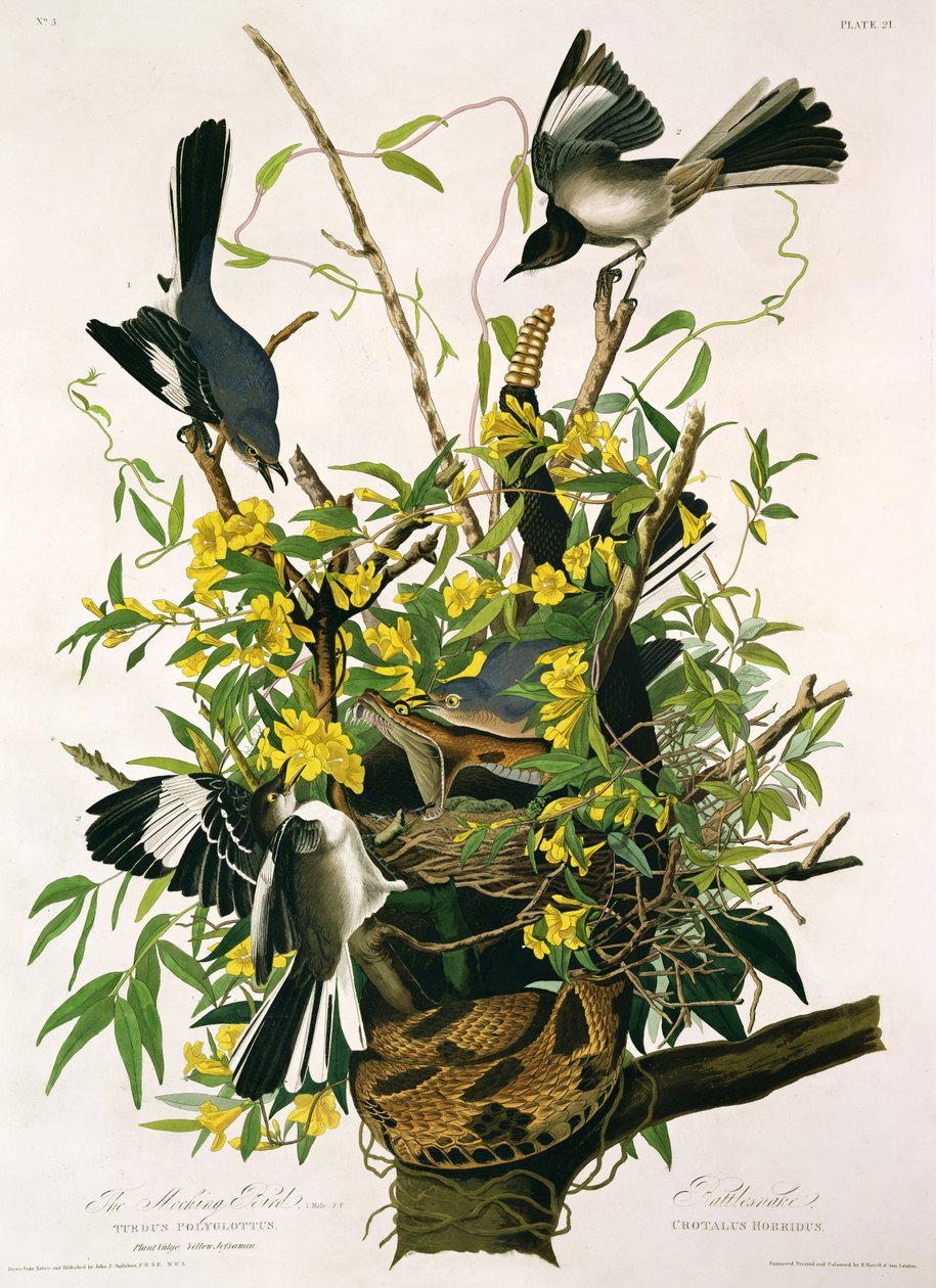 Mocking Birds and Rattlesnake, fra 