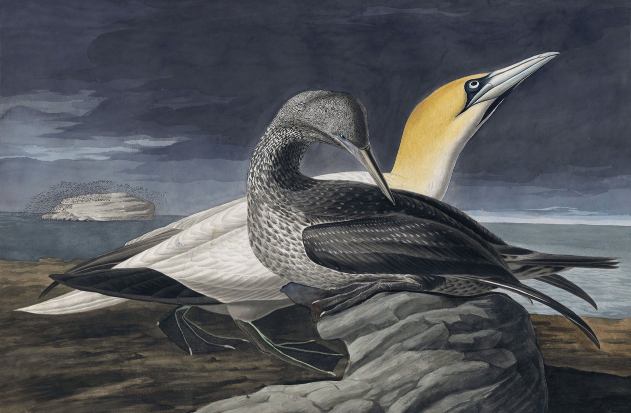Northern Gannet, Morus Bassanus, fra "The Birds of America" av John J. Audubon, pub. 1827-38 av John James Audubon