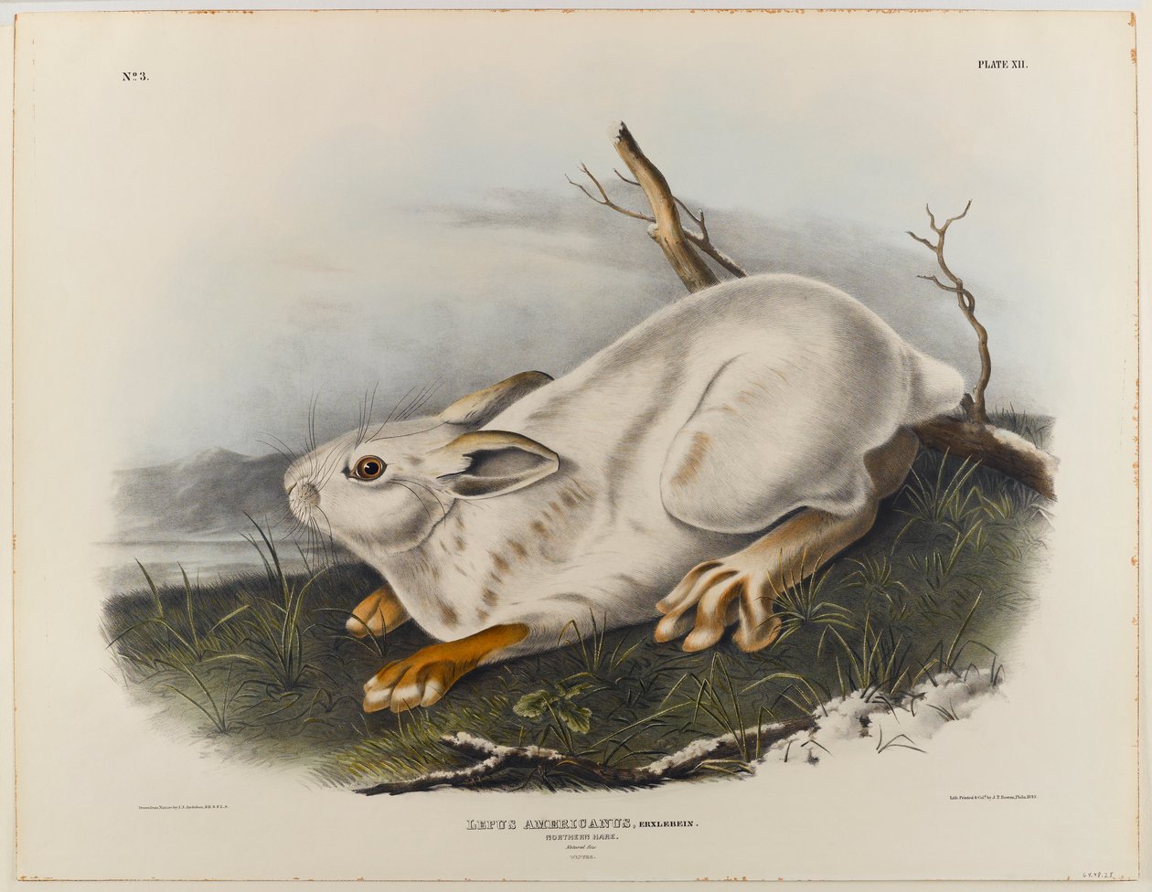 Nordhare (vinterpelage) av John James Audubon