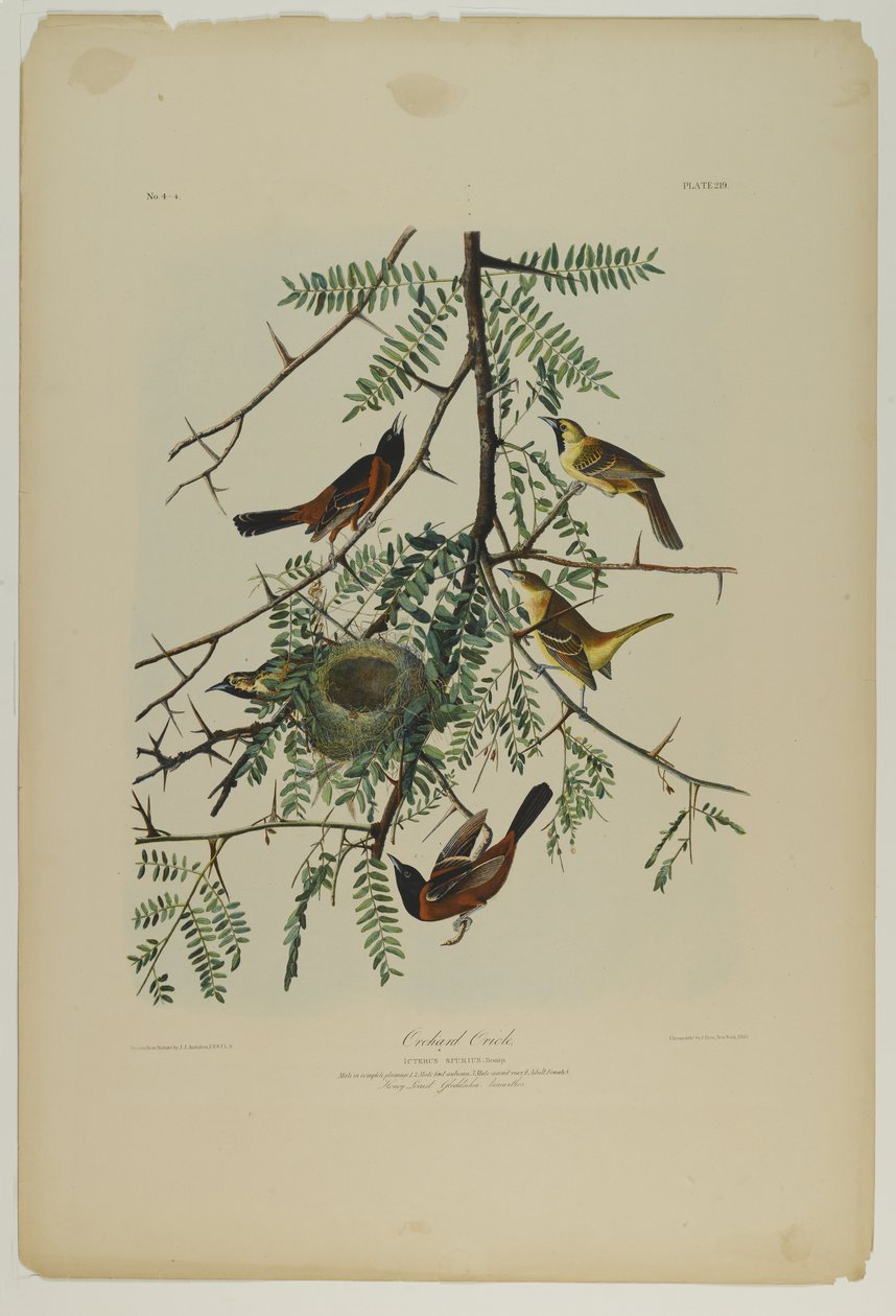 Orchard Oriole, trykt av Julien Bien og utgitt av Roe Lockwood & Son, 1861 (kromolitografi) av John James Audubon