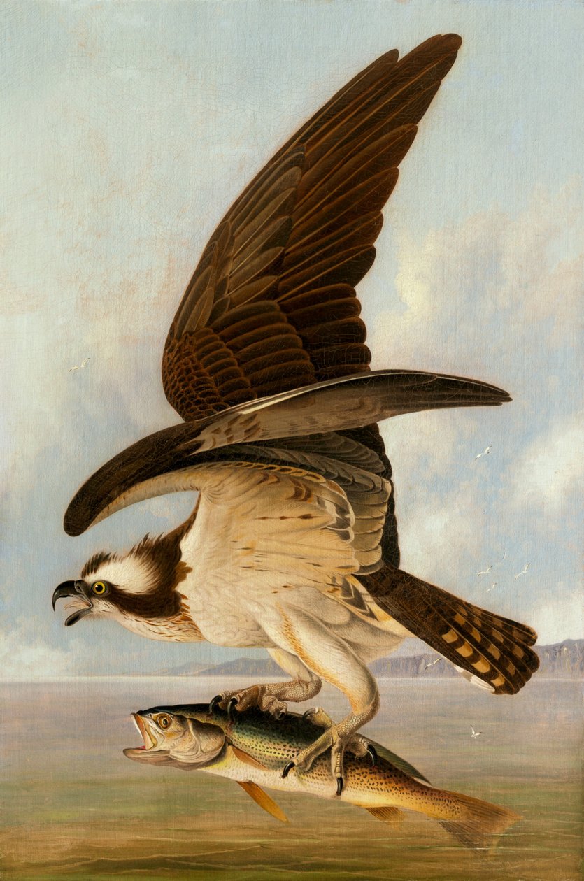 Osprey and Weakfish, 1829. av John James Audubon