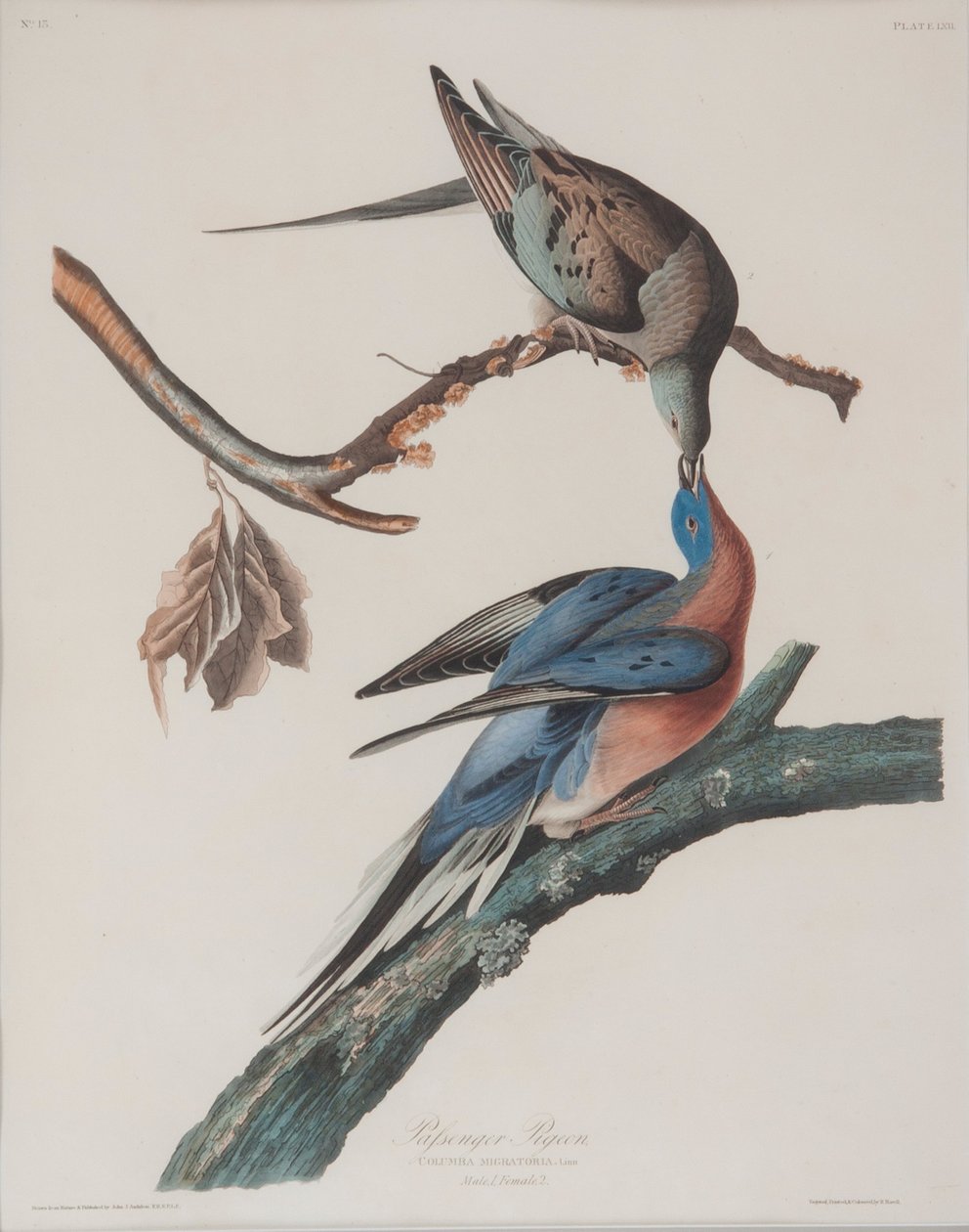  av John James Audubon
