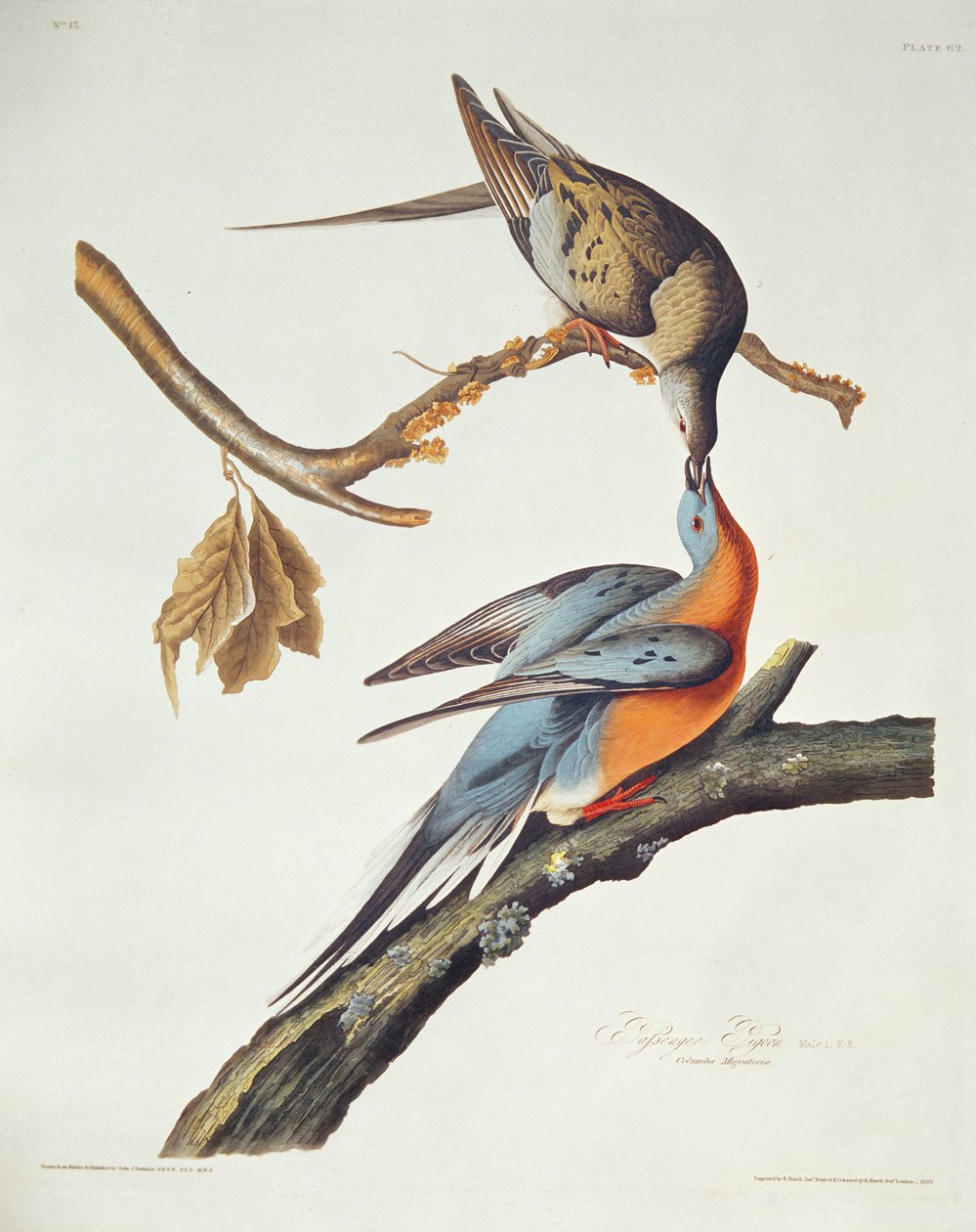 Passenger Pigeon, fra 