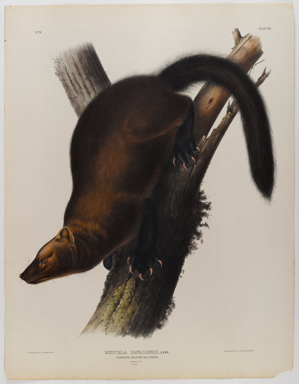 Vimpler martin eller fisher av John James Audubon