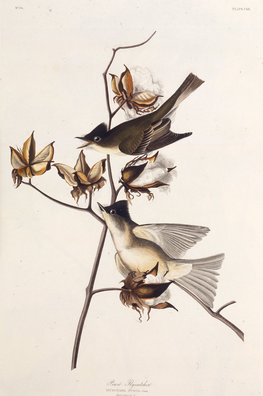Pewit Fluesnapper. Fra The Birds of America, 1827-1838. av John James Audubon
