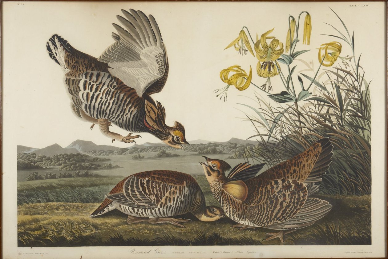 Præriejerpe av John James Audubon