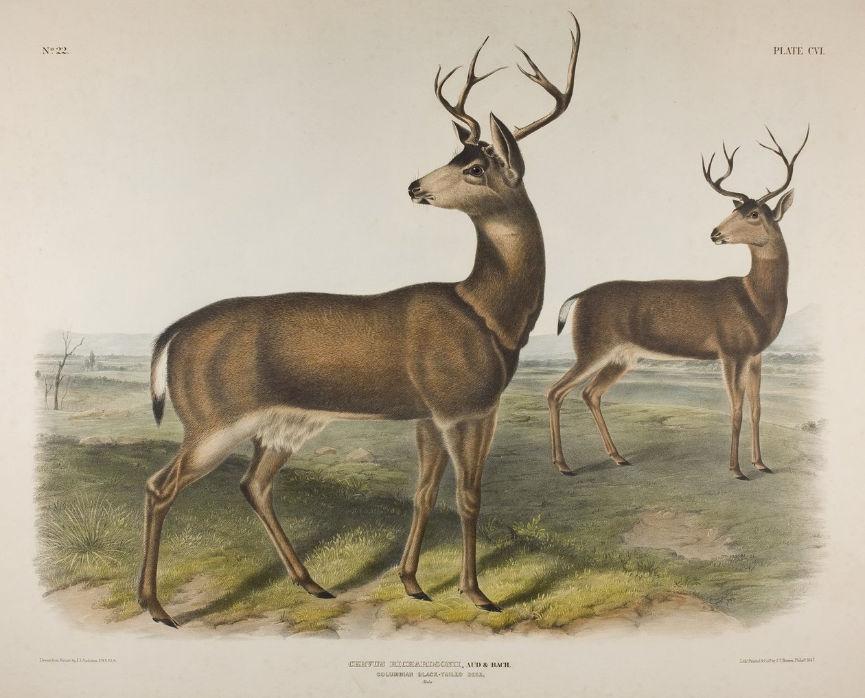 Plate 106. Cervus Richardsonii, Aud & Bach. Columbian svarthalehjort, 1848 av John James Audubon