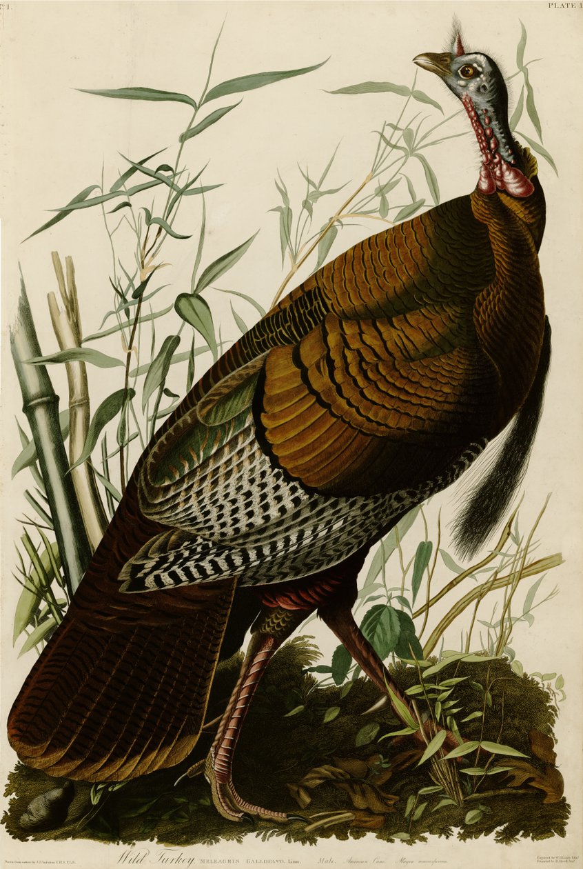 Plate 1 av Birds of America som viser Wild Tyrkia. av John James Audubon
