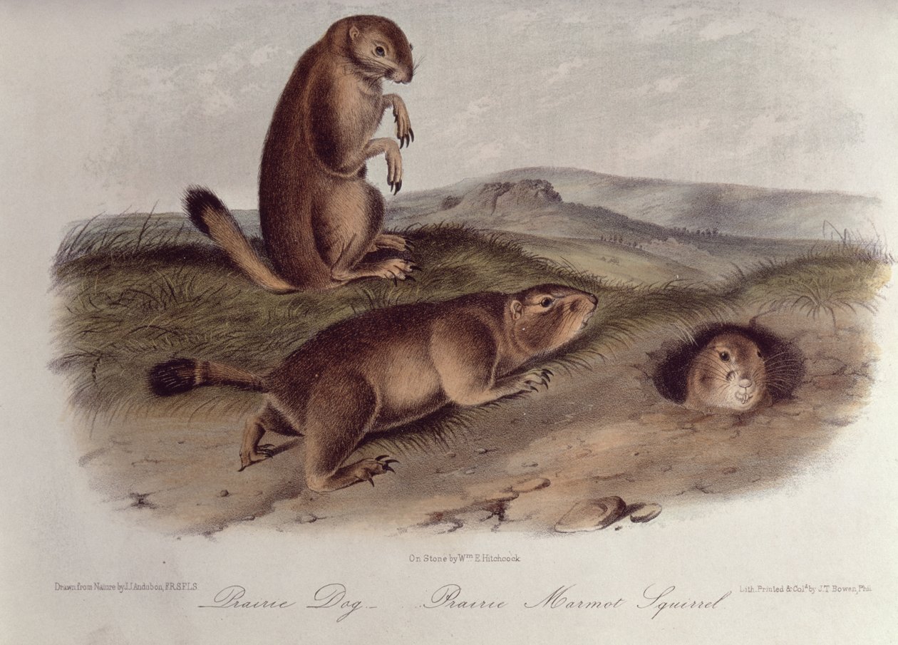 Prairie Dog fra 