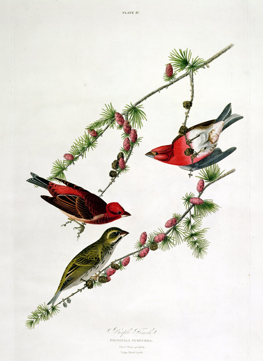 Purple Finch, fra 