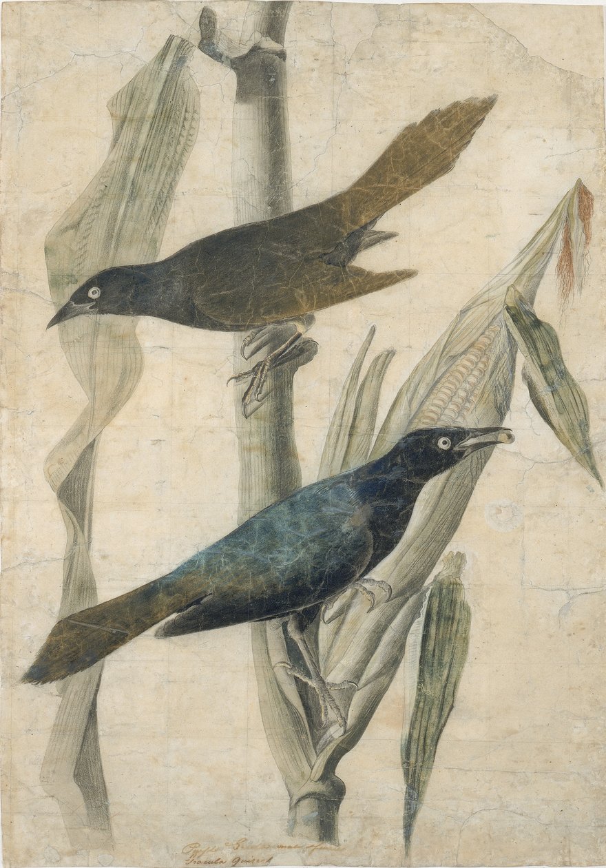 Purple Grackle, tidlig midten av 1800-tallet. av John James Audubon