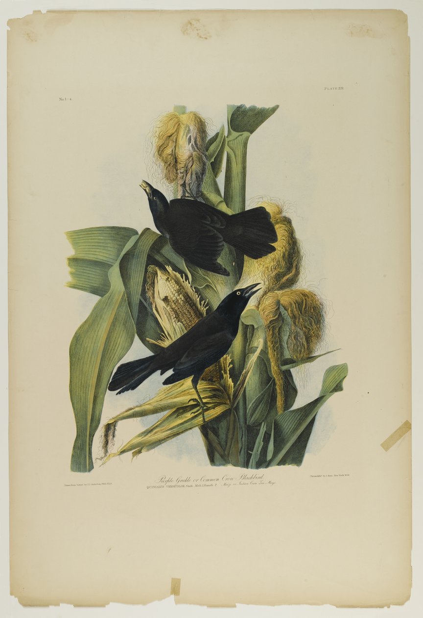 Purple Grackle eller Common Crow Blackbird, trykt av Julien Bien og utgitt av Roe Lockwood & Son, 1861 (kromolitografi) av John James Audubon