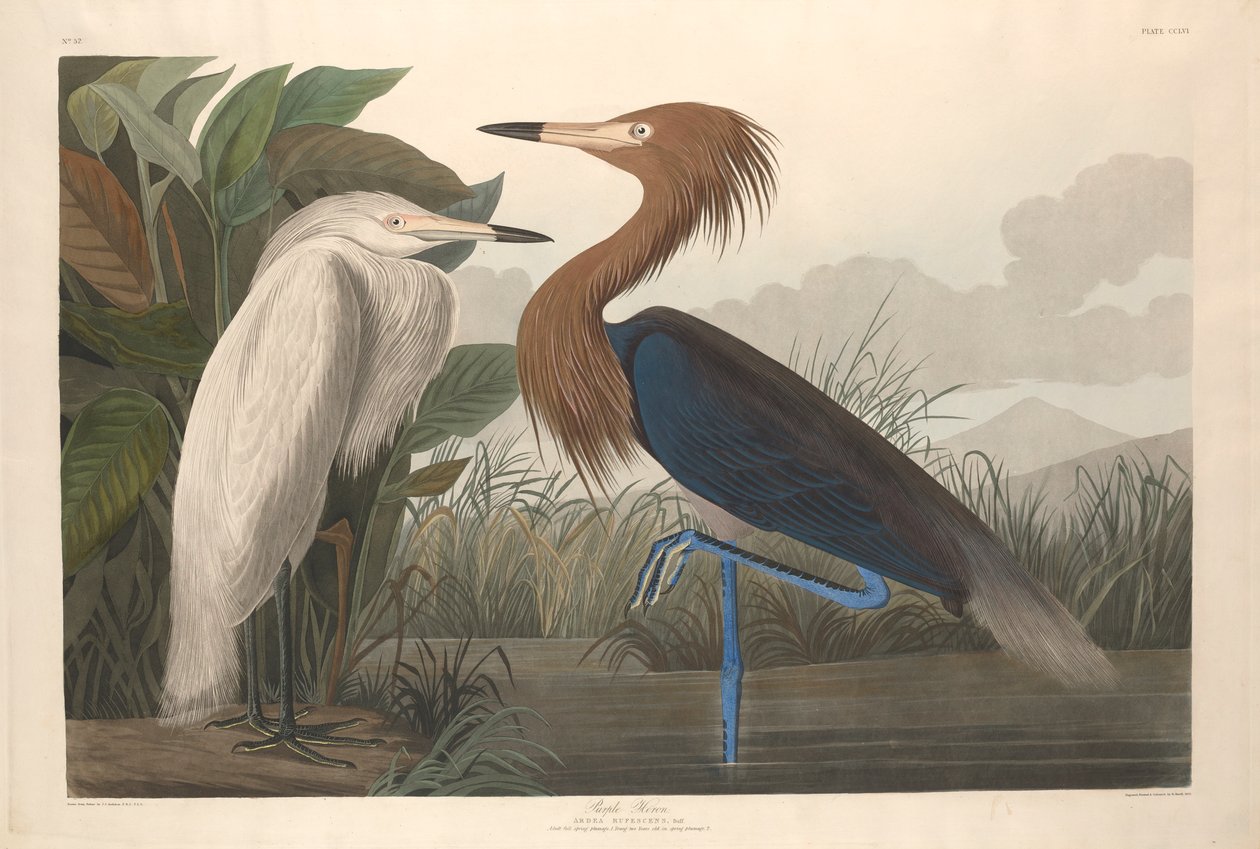 Purple Heron, 1835 av John James Audubon