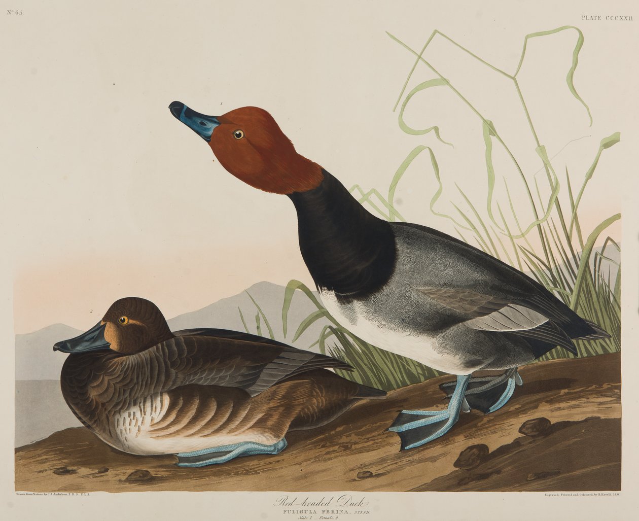 Rødhodeand, 1836 (wc på papir) av John James Audubon