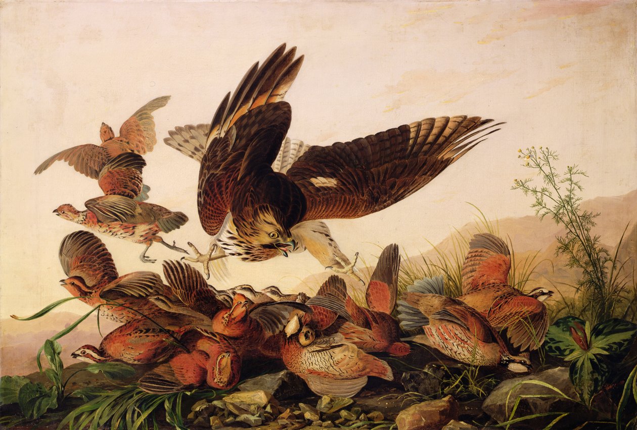Rødskuldret hauk som angriper Bobwhite Partridges, 1827 av John James Audubon