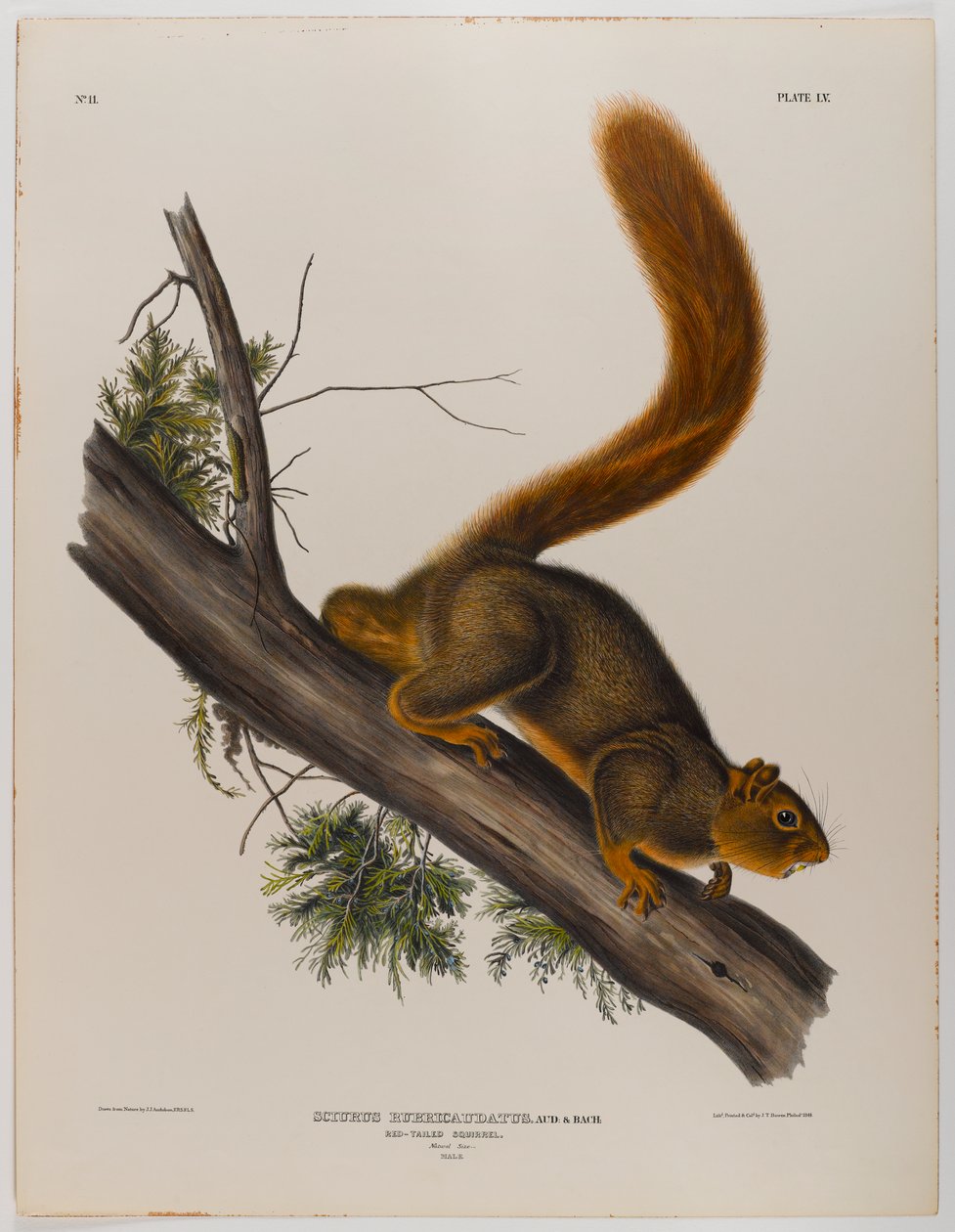 Rødhaleekorn av John James Audubon