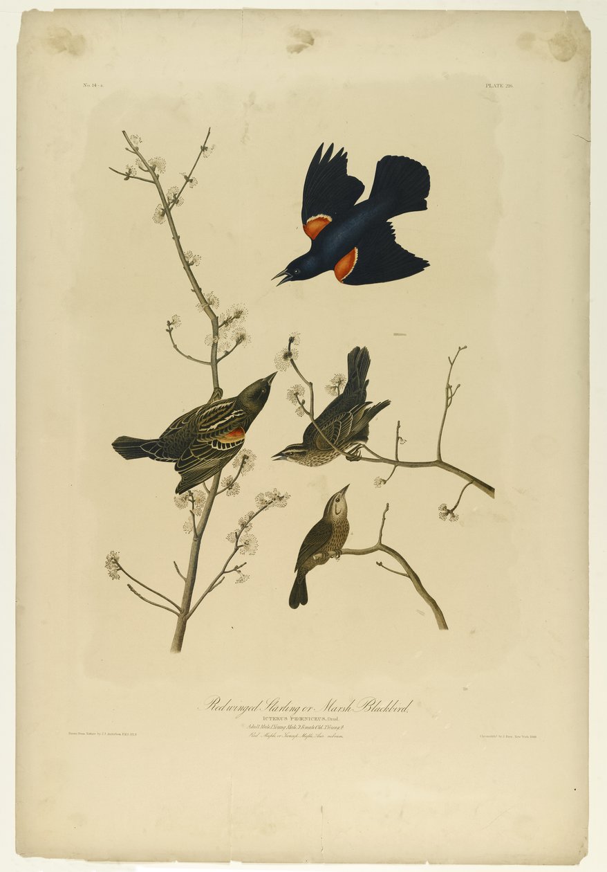 Red-winged Starling eller Marsh Blackbird, trykt av Julien Bien og utgitt av Roe Lockwood & Son, 1861 (kromolitografi) av John James Audubon