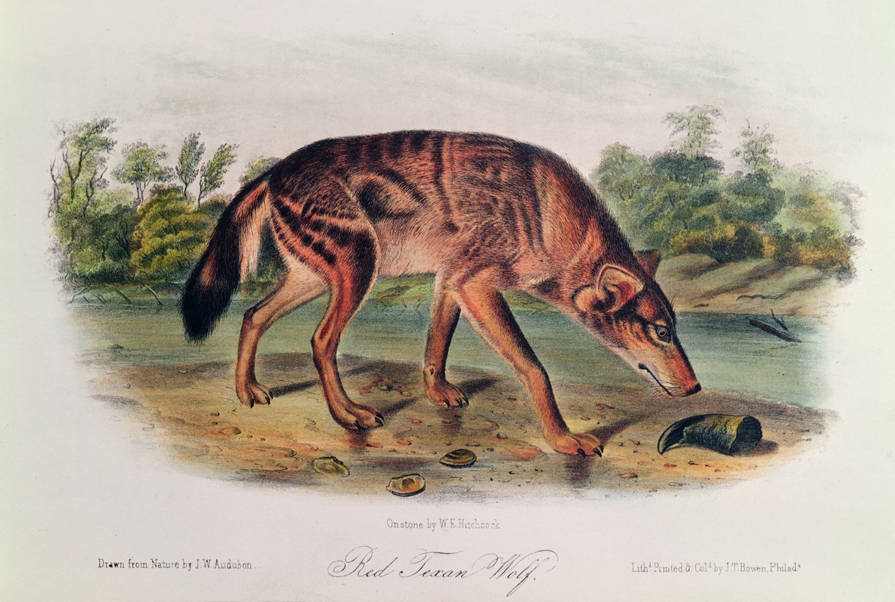 Red Wolf fra 