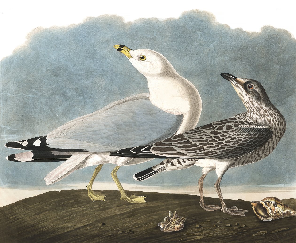 Ringnebbmåke, Larus Delawarensis, fra "The Birds of America" av John J. Audubon, pub. 1827-38 av John James Audubon
